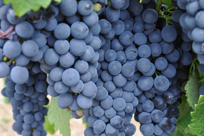 Barossa Valley Cellar Door Small Group Tour - How much wine will you taste?