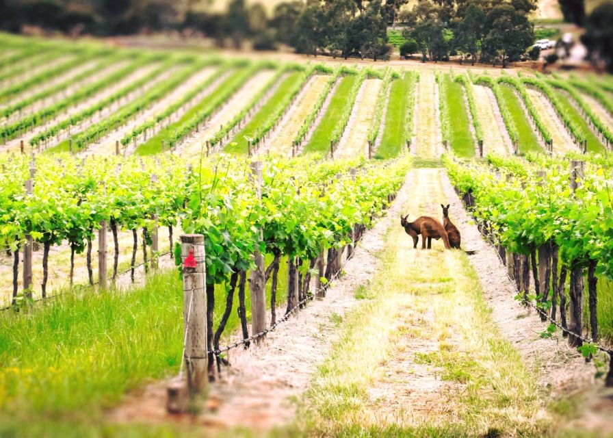Barossa Valley: Two Hands 1.5-Hour Vineyard Tour - Walking through Two Hands’ newest vineyard development