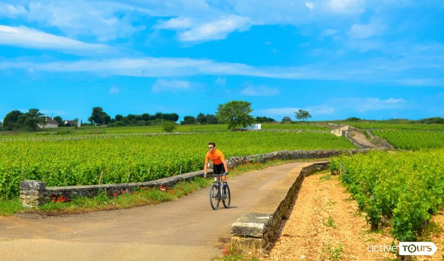 Beaune: Winery Tour by Bike with Wine Tasting - Key points to know before you book