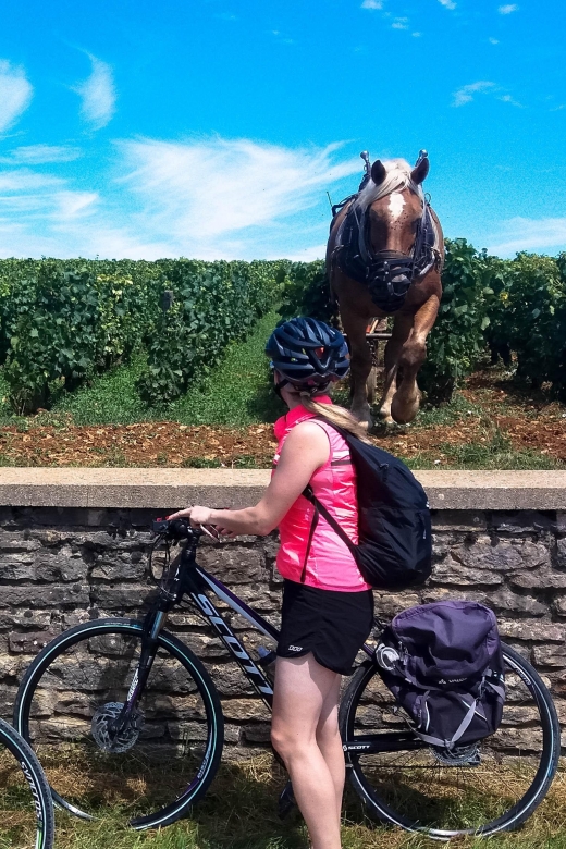 Beaune: Winery Tour by Bike with Wine Tasting - The winery visit and four domain wines