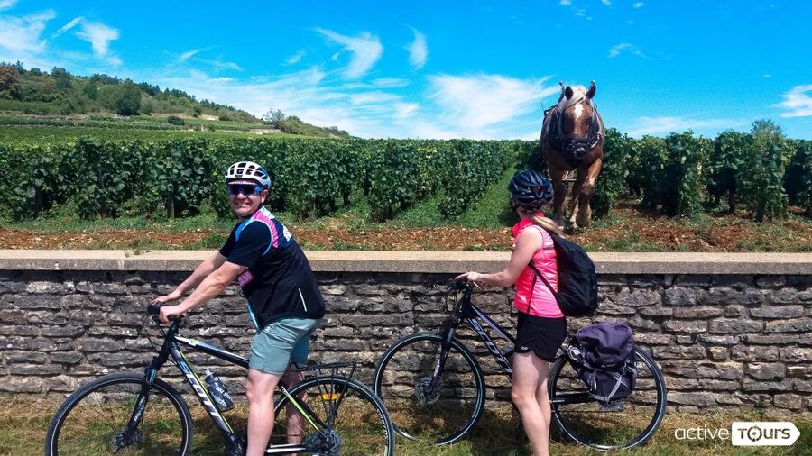 Beaune: Winery Tour by Bike with Wine Tasting - Starting at Parc de la Bouzaize