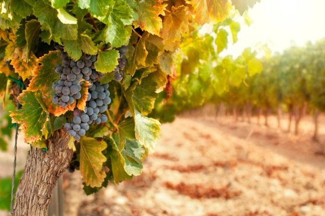 Bella Toscana Private Tour: 2 Chianti Wineries and San Gimignano From Livorno - First winery: family food and hands-on tradition