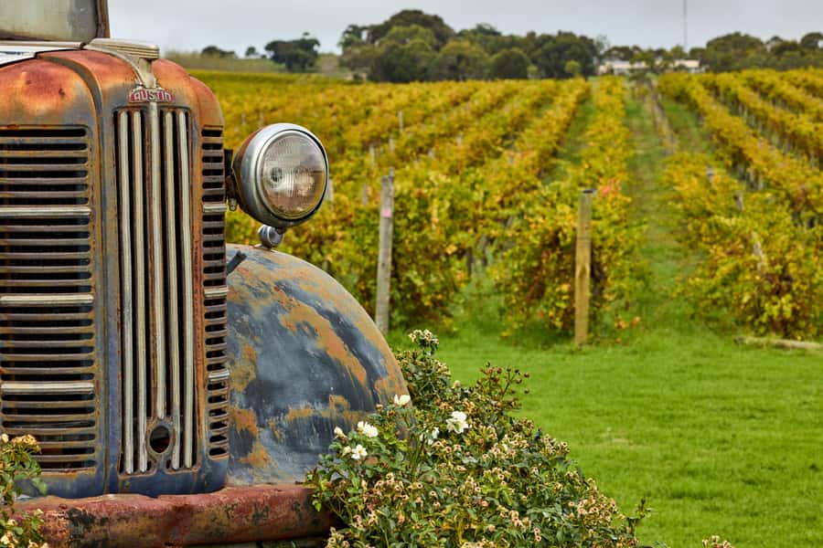 Bellarine Winery: Texas BBQ Platter Lunch with Wine - Food quality, portion size, and the strongest reason to go