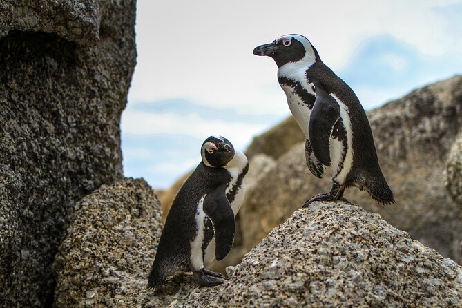 Best of Cape Town Cape Point and Wineries Combined Private Tour - The Cape of Good Hope photo stop