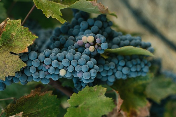 Best of Cape Town Wines - Cape Winelands Tour - Who will get the most from this outing