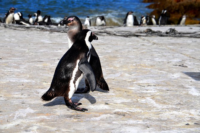 Best of the Cape (Cape Point & Winelands) - Simon’s Town gives you a useful lunch break