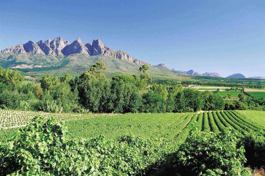 Best of the Cape Peninsula & Wine Route with Wine Tasting - Clifton, Camps Bay, and the Twelve Apostles