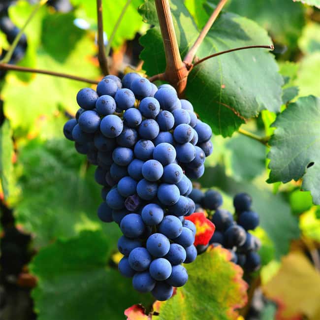 Béziers : Explore the Faugères Vineyards with a Picnic - Meeting Laurent at the Béziers Tourist Office