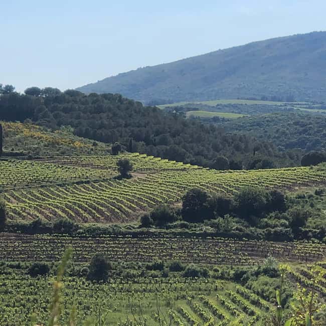 Béziers : Explore the Faugères Vineyards with a Picnic - How the Five-Hour Schedule Works