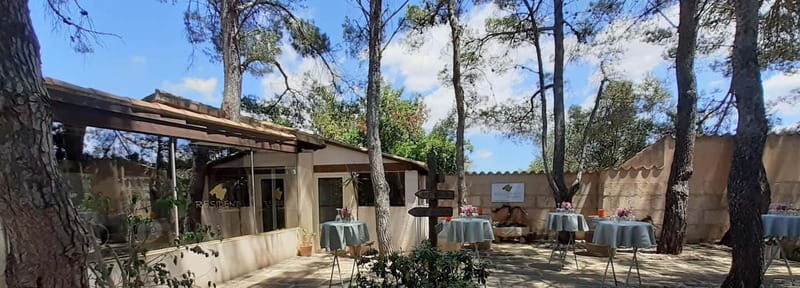 Binissalem: Individual vineyard tour and wine tasting in German - Key points to know before booking