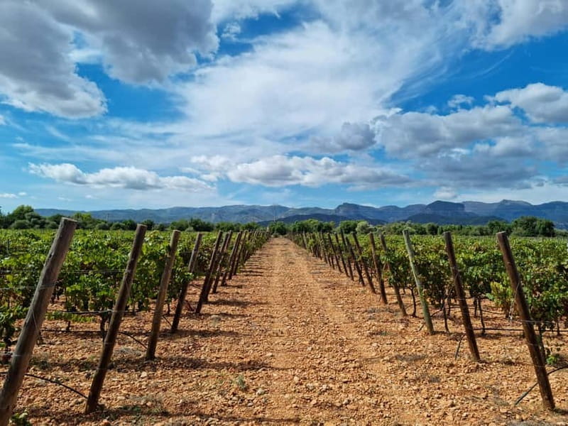 Binissalem: Individual vineyard tour and wine tasting in German - Why Binissalem is a good place for a wine visit