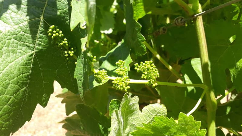 Binissalem: Individual vineyard tour and wine tasting in German - Timing, flexibility, and practical planning