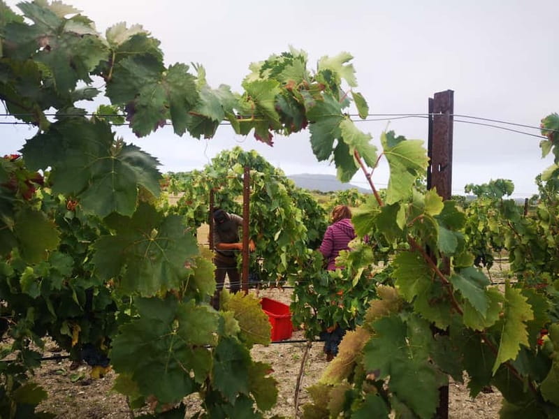 Binissalem: Individual vineyard tour and wine tasting in German - Should you book Bodega Resident Wein?