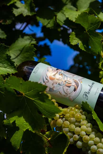 BODEGAS PANDORA: tour through vineyards and winery with wine tasting. - Starting with the vines in Rueda