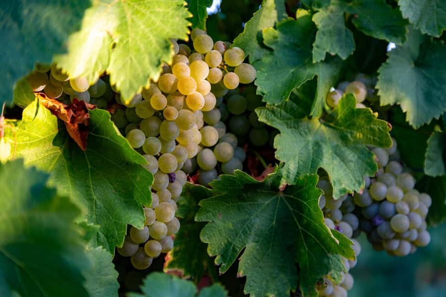 BODEGAS PANDORA: tour through vineyards and winery with wine tasting. - Inside the winery, from grapes to tank
