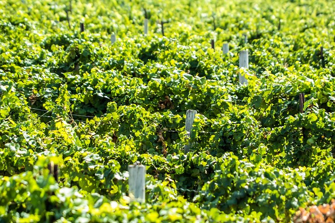 Boise River Wine Walk: Sip and Stroll Through Urban Wineries - Proletariat Wine Company takes a less traditional route