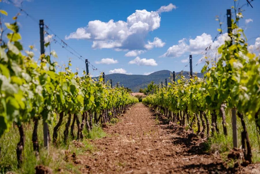Bolgheri: a guided tour of the winery and a tasting of our wines - Starting on the terrace above Bolgheri