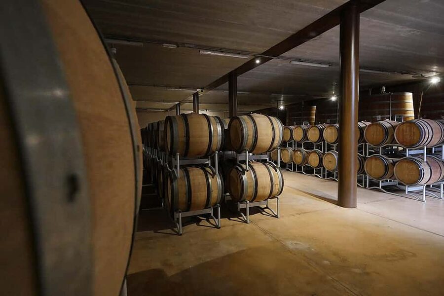 Bolgheri: a guided tour of the winery and a tasting of our wines - A 30-minute look inside the winery