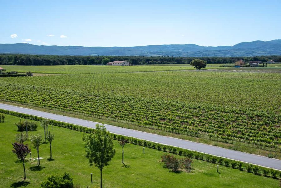 Bolgheri: a guided tour of the winery and a tasting of our wines - Timing, language, and access