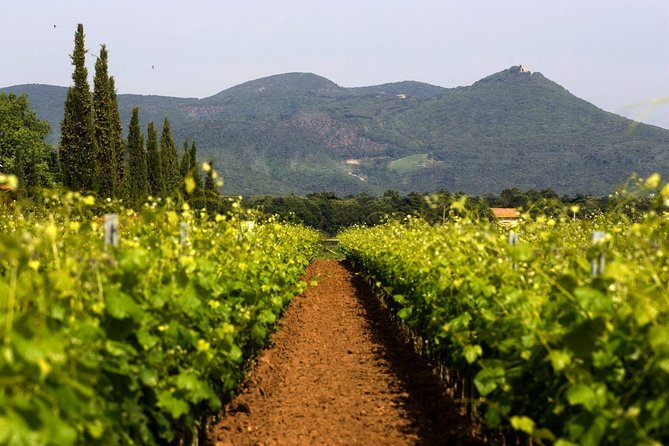 Bolgheri: Classic Wine Tasting with Winery Tour - Inside the winery and cellar