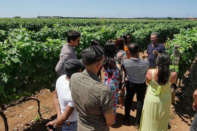 Bolgheri: Classic Wine Tasting with Winery Tour - The value of $30.25 per person