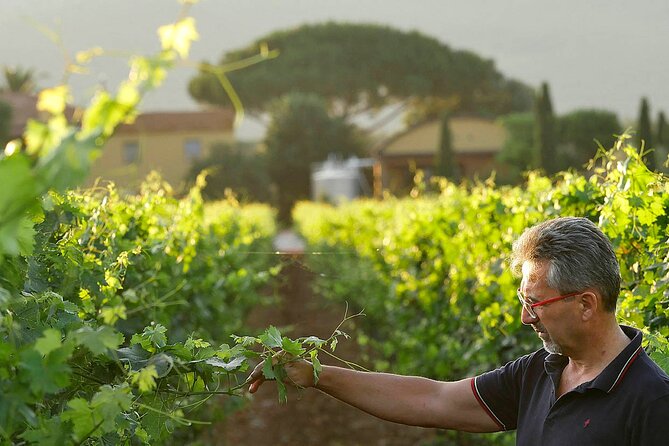 Bolgheri: Premium Wine Tasting with Winery Tour - Timing, group size, and the practical details