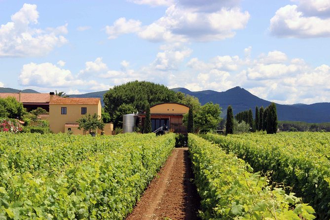 Bolgheri: Sensorial Wine Tasting with Winery Tour - Tarabuso Cabernet Sauvignon and the shift to red wine