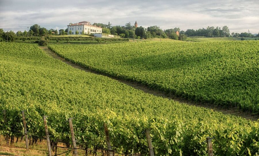 Bologna Vineyard Vista: a journey through Emilian wines - Choosing between Classic and Deluxe