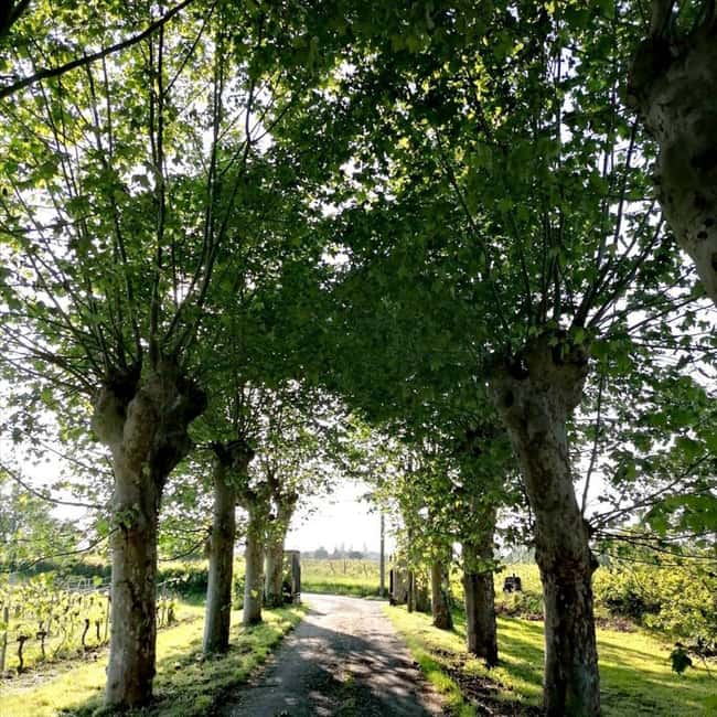Bordeaux: Explore an Organic Family Vineyard with Tasting - Should you book this Bordeaux vineyard tour?