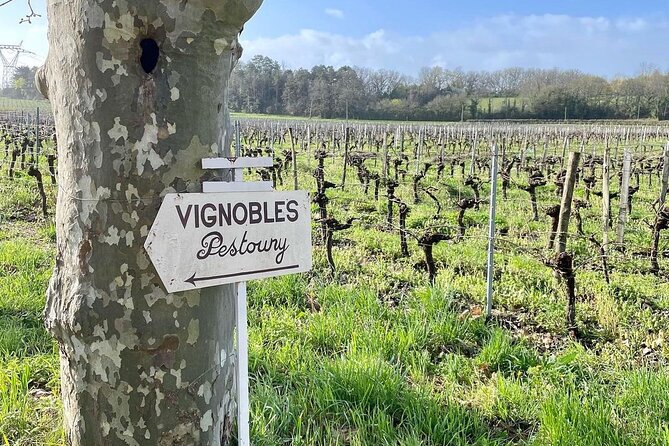 Bordeaux: Explore an Organic Family Vineyard with Tasting - The tasting: up to 10 wines and grape juice