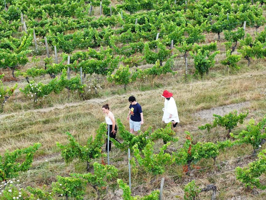 Bordeaux: Explore an Organic Family Vineyard with Tasting - Who will enjoy Pestoury Vineyard most