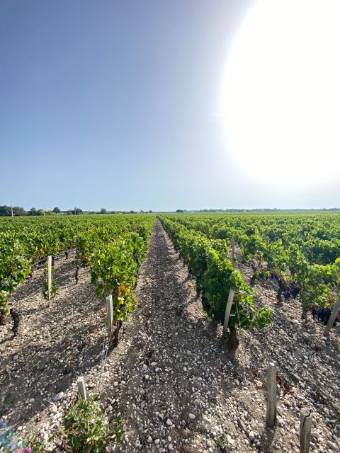 Bordeaux: Saint Emilion Village with Chateaus & Wine Tasting - Walking through the vineyards and learning the craft