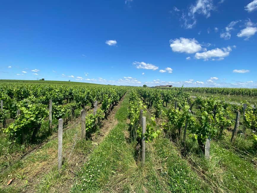 Bordeaux: Saint Emilion Village with Chateaus & Wine Tasting - What the guides add to the day
