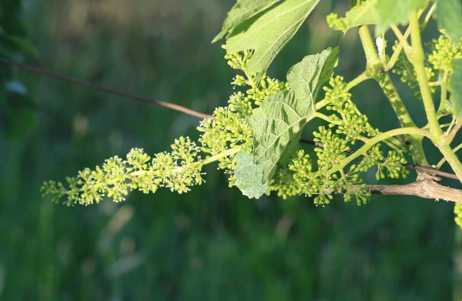 Boutique Winery Tour & Tasting in North Tuscany - Is $58 a Fair Price?
