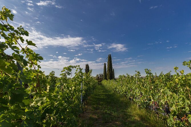 Boutique Winery Tour & Tasting in Valpolicella - From steel tanks to the barrel room