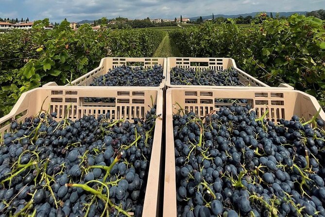 Boutique Winery Tour & Tasting in Valpolicella - Cheese and cured meats make the tasting practical
