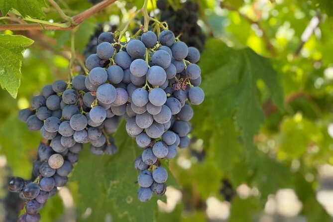 Boutique Winery Tour & Tasting in Valpolicella - The Renato Casaro movie poster museum