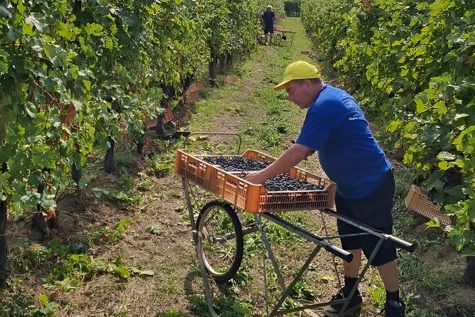 Boutique Winery Tour & Tasting in Valpolicella - Who will enjoy this winery visit?