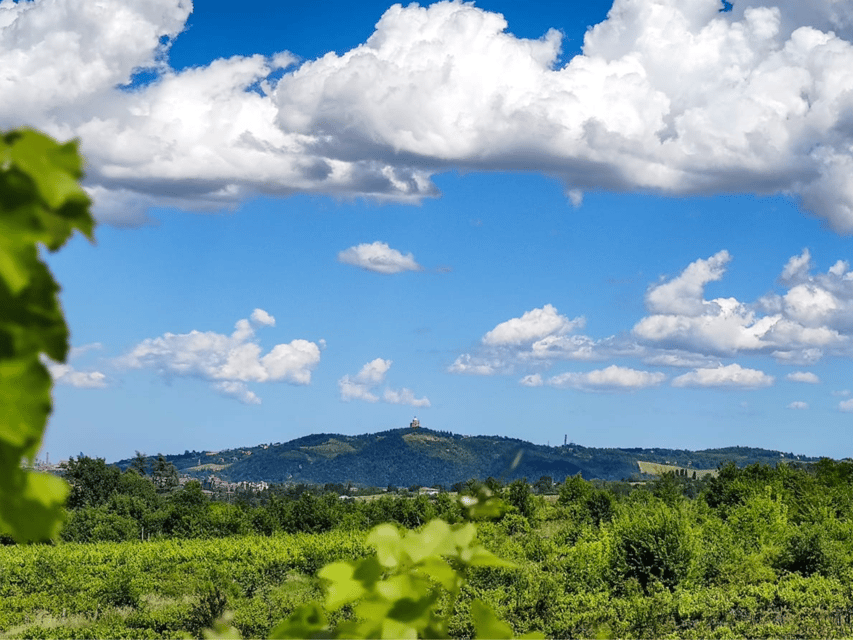 Boutique Winery Tour with Wine Tasting & Food in Bologna - Four wines that show the local range