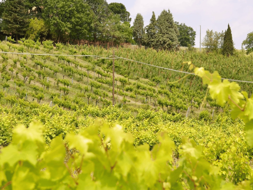 Boutique Winery Tour with Wine Tasting & Food in Bologna - Why the small group makes a difference