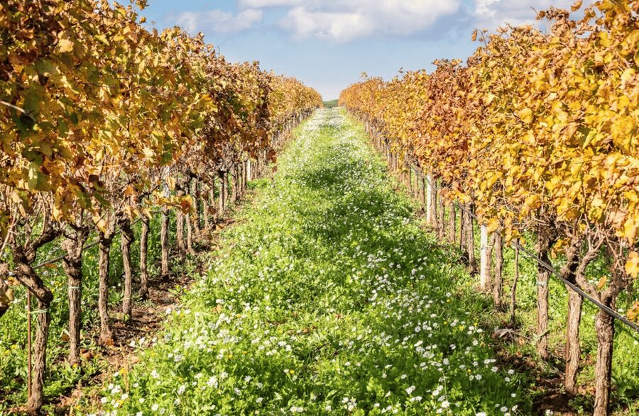 Boutique Winery Visit & Tasting near Rome - Why this small winery near Rome is worth your time