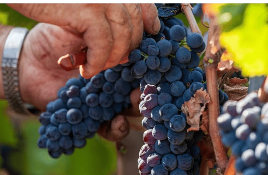 Boutique Winery Visit & Tasting near Rome - Steel tanks, hand-harvested grapes, and the first stage of winemaking