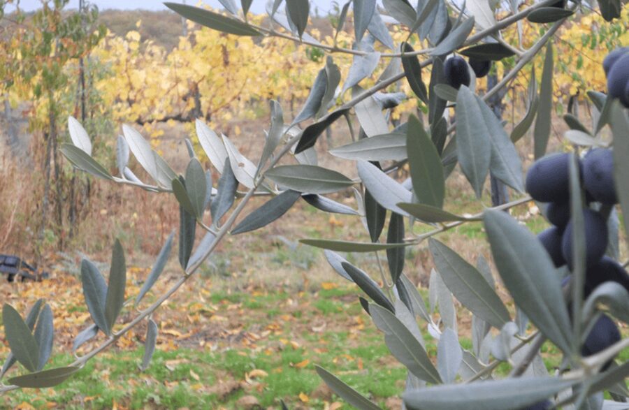 Boutique Winery Visit & Wine Tasting near Arezzo - Who will enjoy Tenuta La Pineta most?