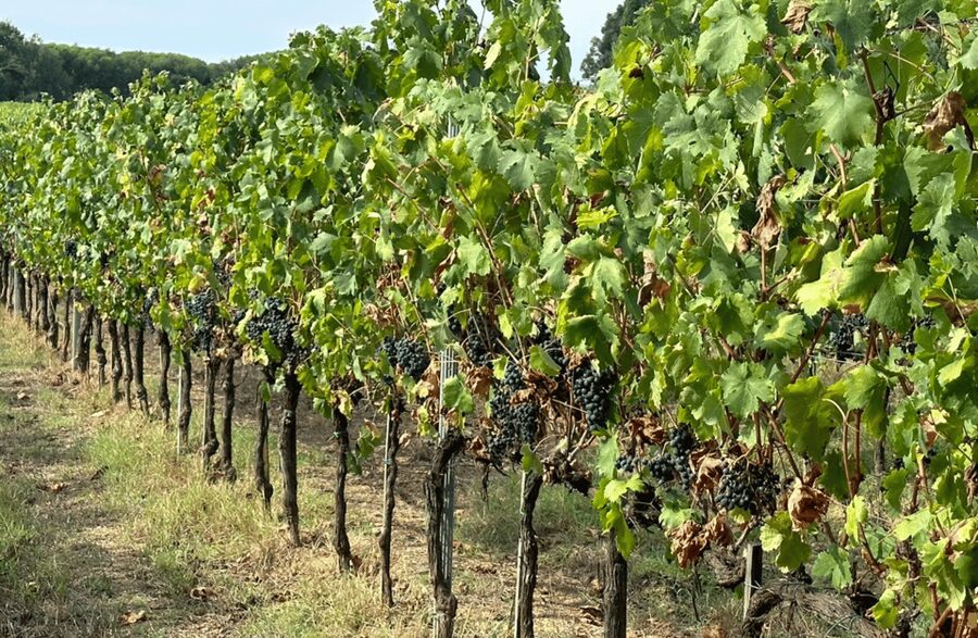 Boutique Winery Visit & Wine Tasting near Arezzo - Should you book this winery visit?