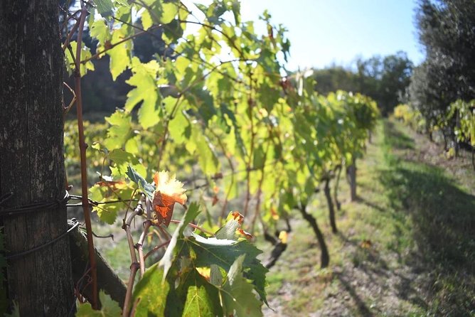 Brunello Vineyards Bus Tour - Who will enjoy this Montalcino outing?