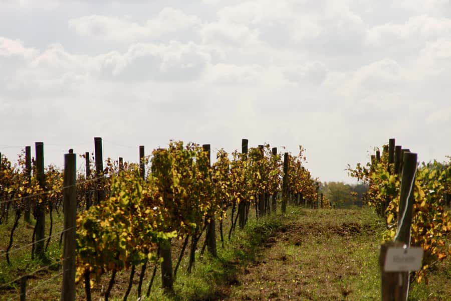Buenos Aires: Wine Tasting and Lunch at Bodega Gamboa - Is $169 a fair price?