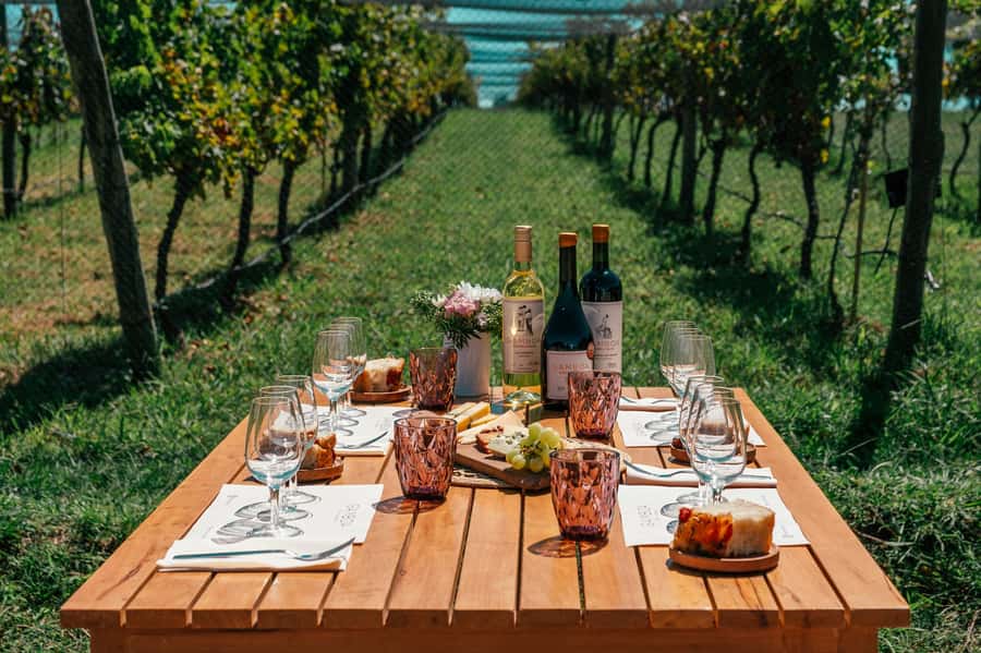 Buenos Aires: Wine Tasting & Lunch at Gamboa Vineyard - Poplar trees and six hectares of vines
