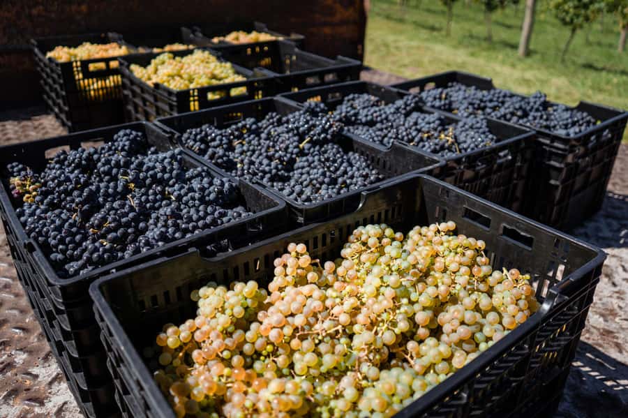 Buenos Aires: Wine Tasting & Lunch at Gamboa Vineyard - The practical strengths and small cautions