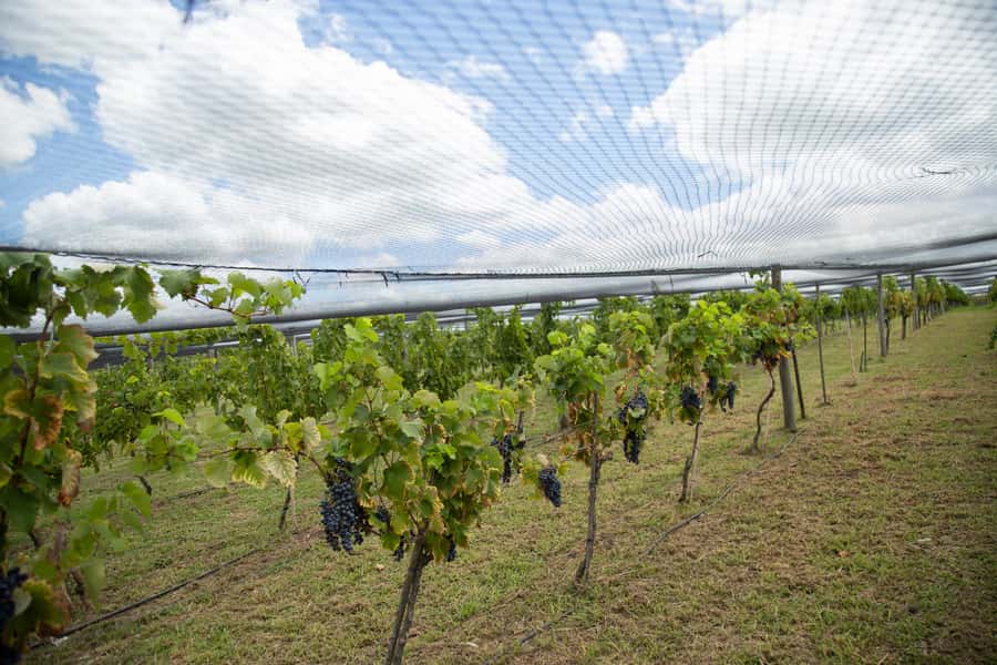 Buenos Aires: Wine Tasting & Lunch at Gamboa Vineyard - Who will enjoy this day most