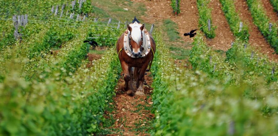 Burgundy Vineyards: Luxury Private Tours - Why this Burgundy day is different